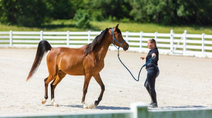 saddle needs fine-tuning
